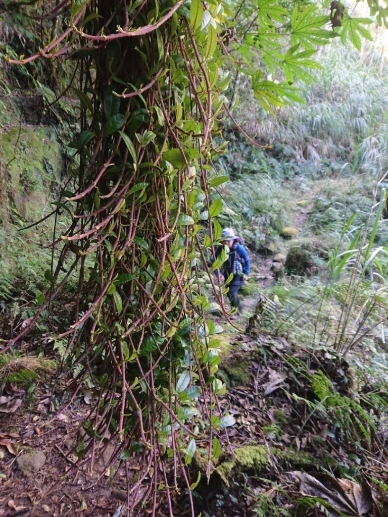 水漾森林、鹿屈山O走_2461745