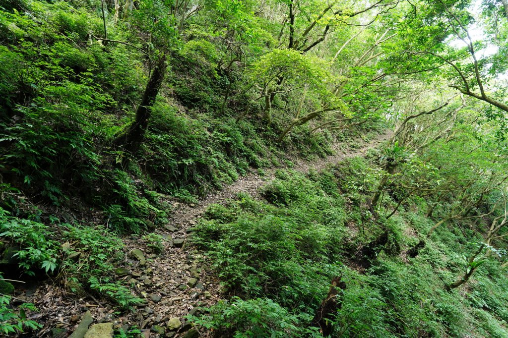 新北 新店 石碇後山、赤腳蘭山、暗寶劍山、鳥嘴尖_2793487