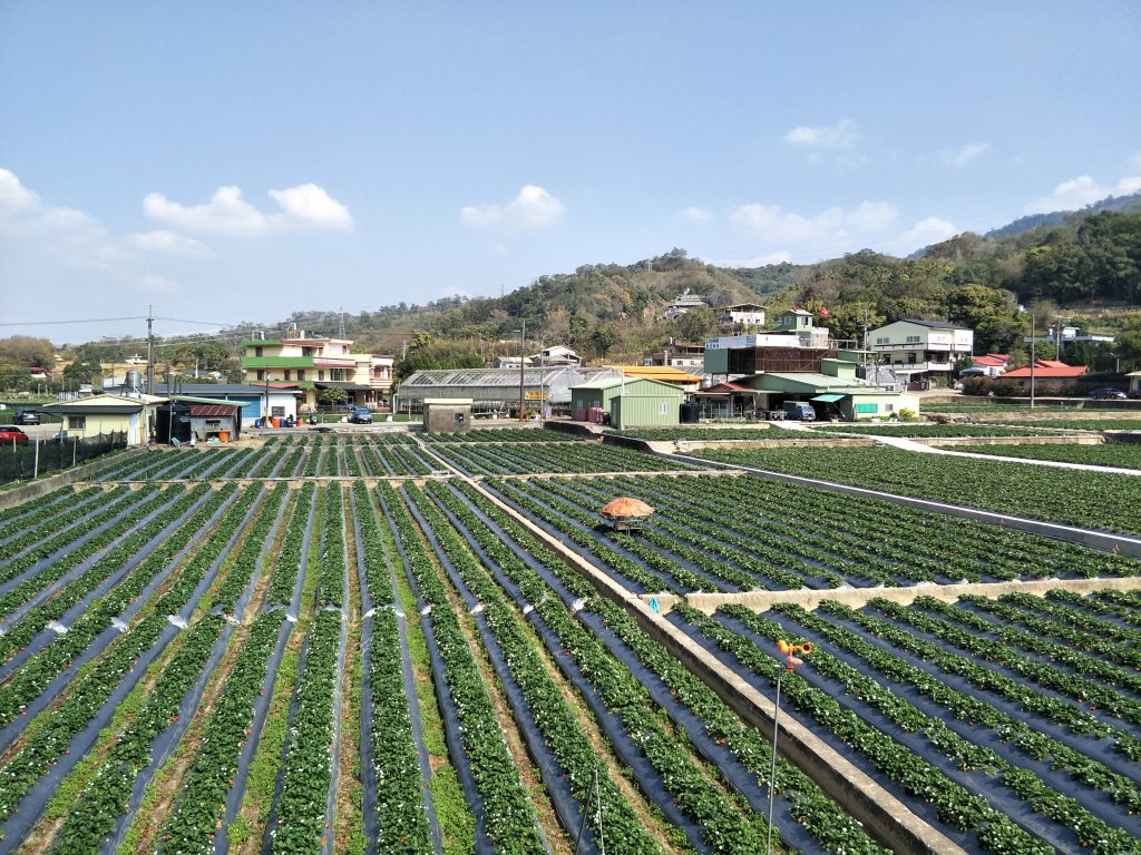 大自然草莓園封面圖