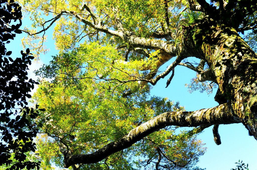 2020 D1025 北德拉曼賞山毛櫸 _1143961