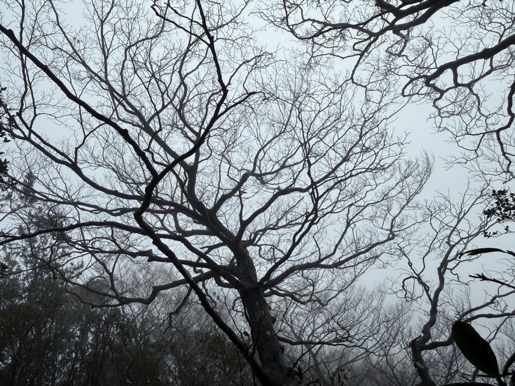 山毛櫸掉光光的 卡保逐鹿O繞 20251115_2937460