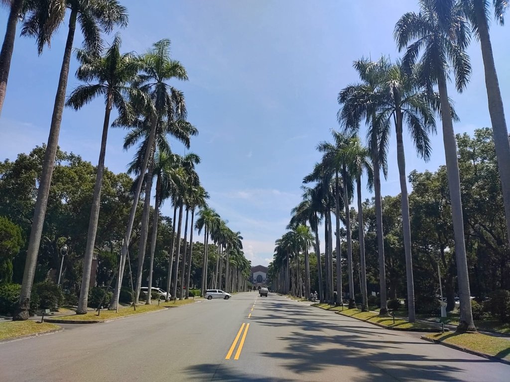 1050327臺大椰林大道封面圖