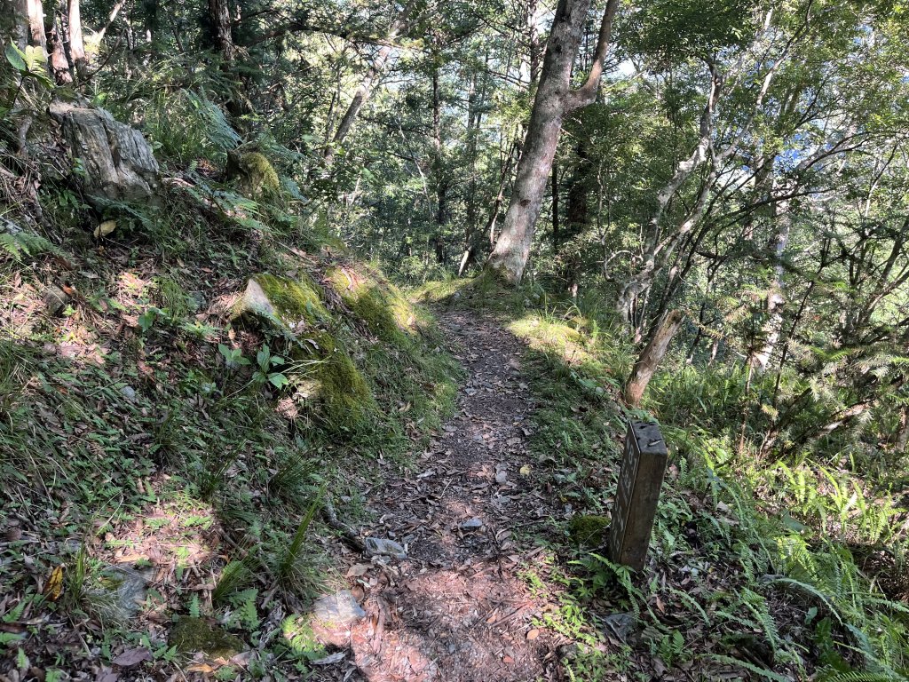 [玉山尋寶任務-03/12] 2025_0810 瓦拉米步道_2857585