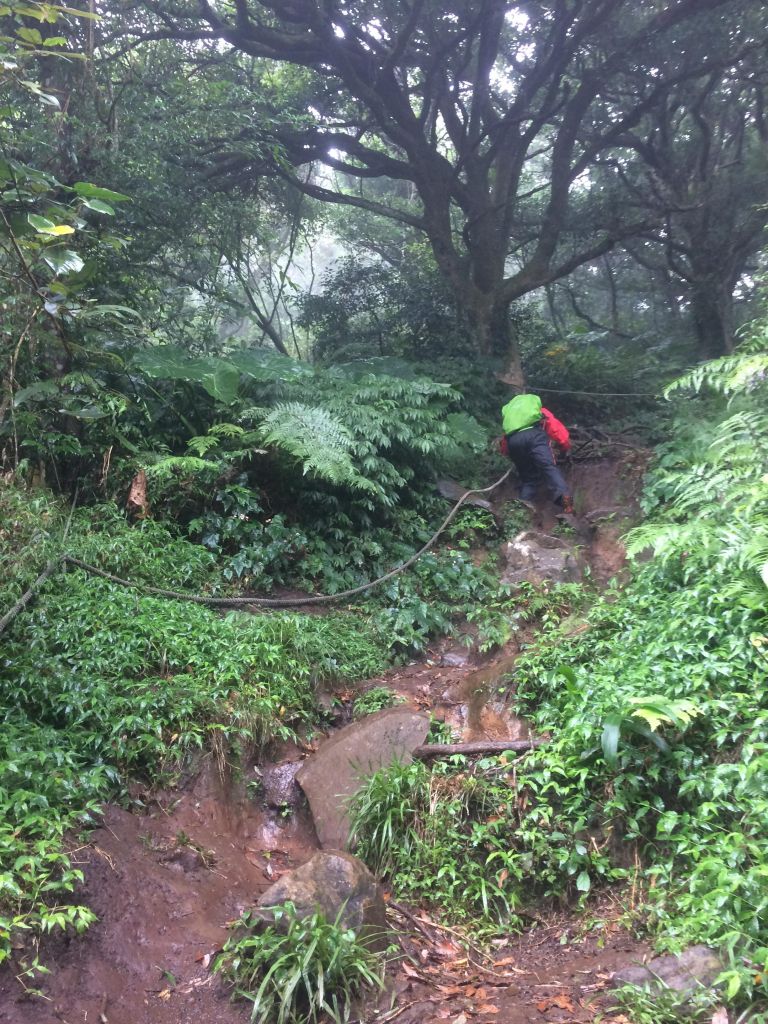 陽明山東西大縱走活動_403543