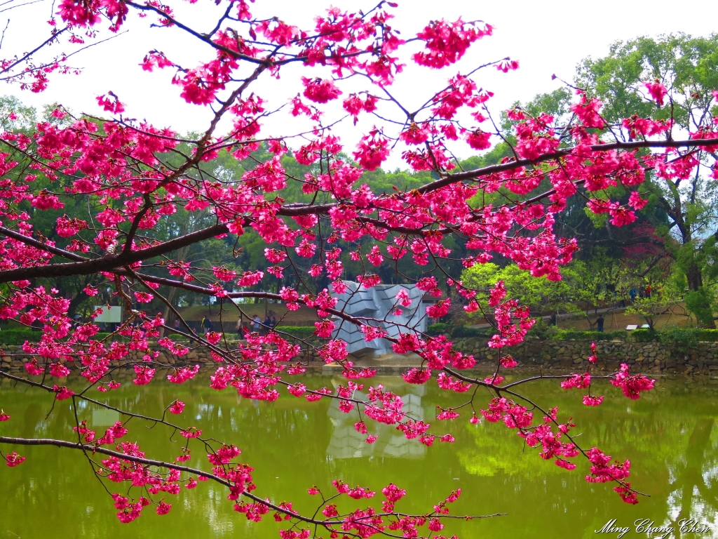 2015/01/25~角板山行館櫻花、梅花、小烏來瀑布封面圖