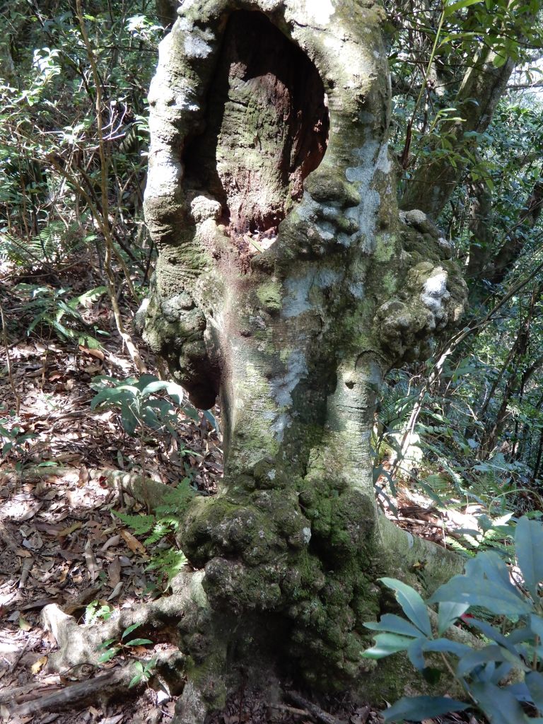 20170930_馬武督森林+外鳥嘴山_176777