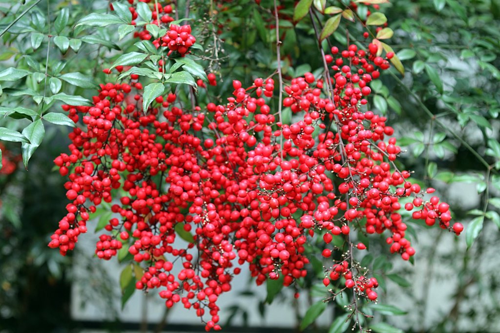 杉林溪賞花_872557