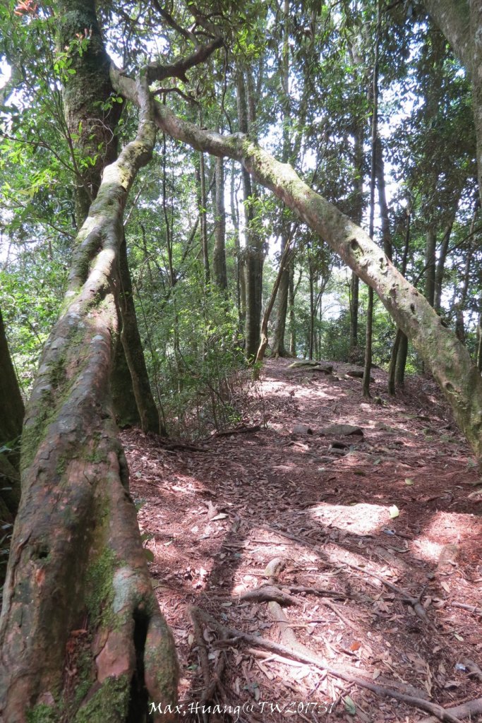 《台中》谷關七雄｜初登屋我尾山20170319_2890429