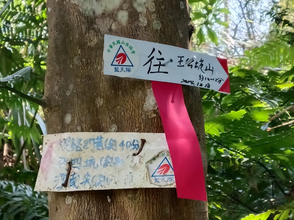 王公坑山血藤花_2746285
