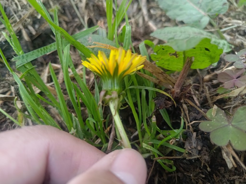 梅峰山地農場立鷹山_2749347