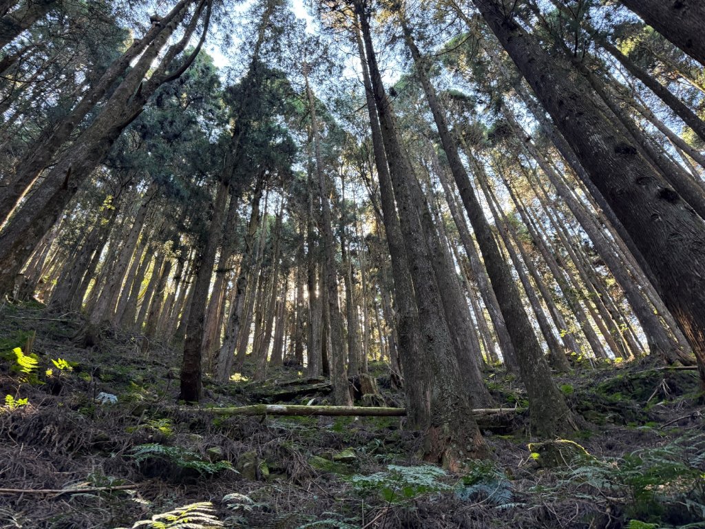 1141122特富野古道_2945907