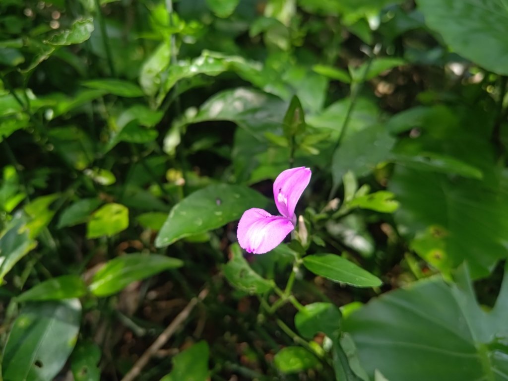 雙流森林遊樂區婆豬古山連走雙流瀑布帽子山_2652623