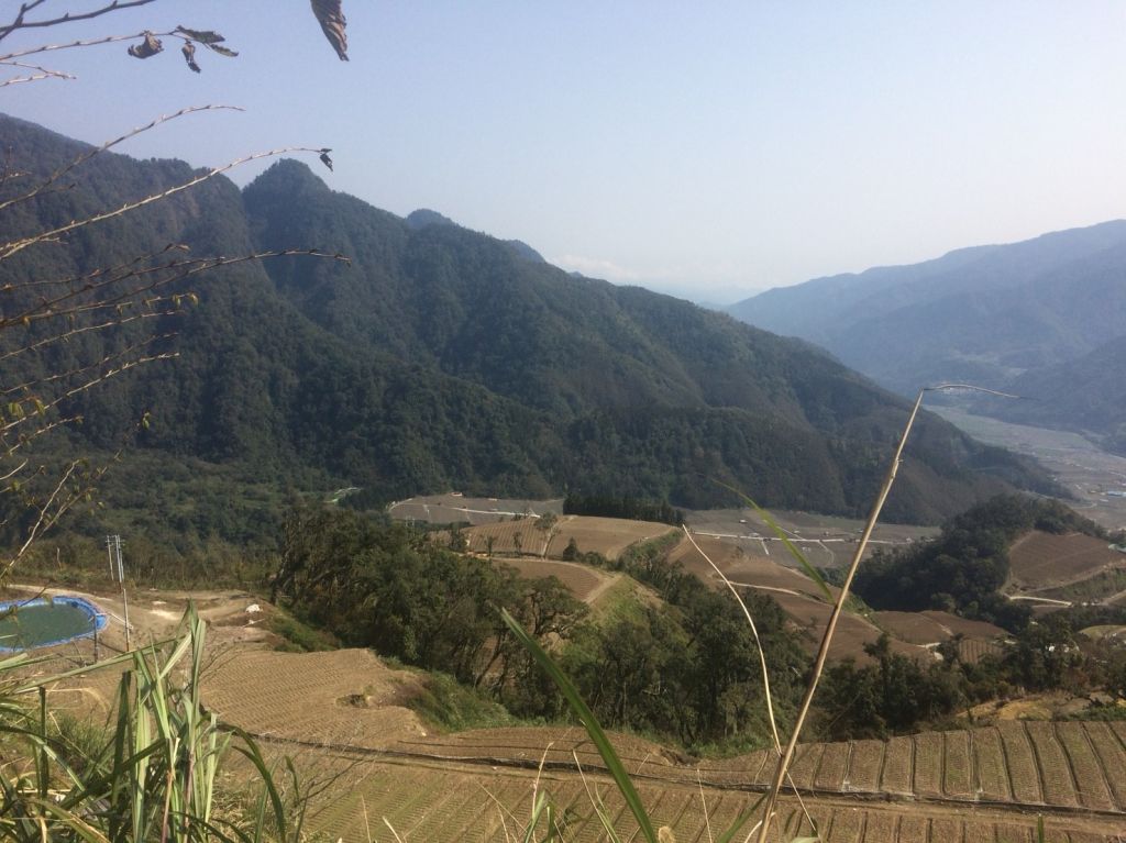 米羅山之木_292710