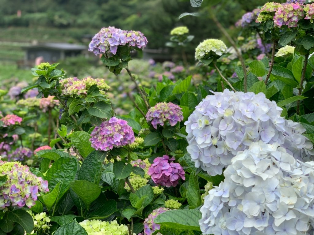 竹子湖大賞園_588787