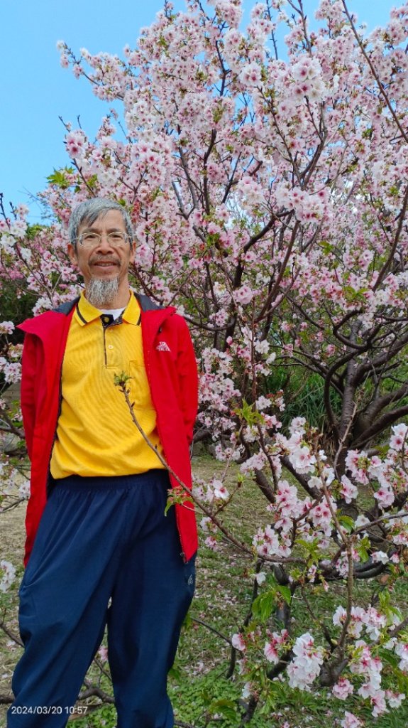 陽明山上墨染櫻大爆發_2457638