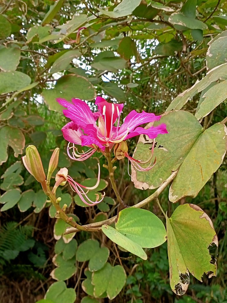從新（心）出發遊蘆竹 - 横坑山、大古山_1317820