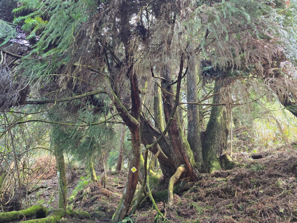 谷關七熊馬崙山_2748787