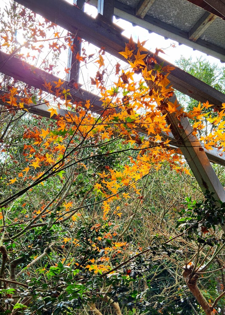 112/1/8苗栗縣頭屋鄉曲洞宮-墨硯山北峰-墨硯山-曲洞宮O型_1992909