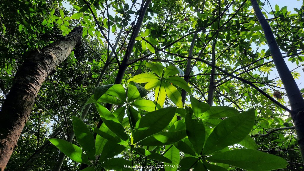 《南投》峰峰相連｜草屯九九峰森林步道O型20250906_2879246