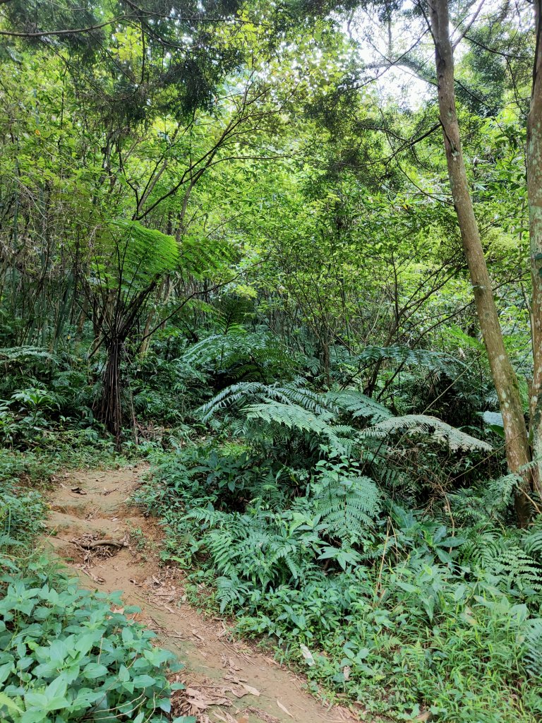 溪州山-石門苗圃登山口_1800937