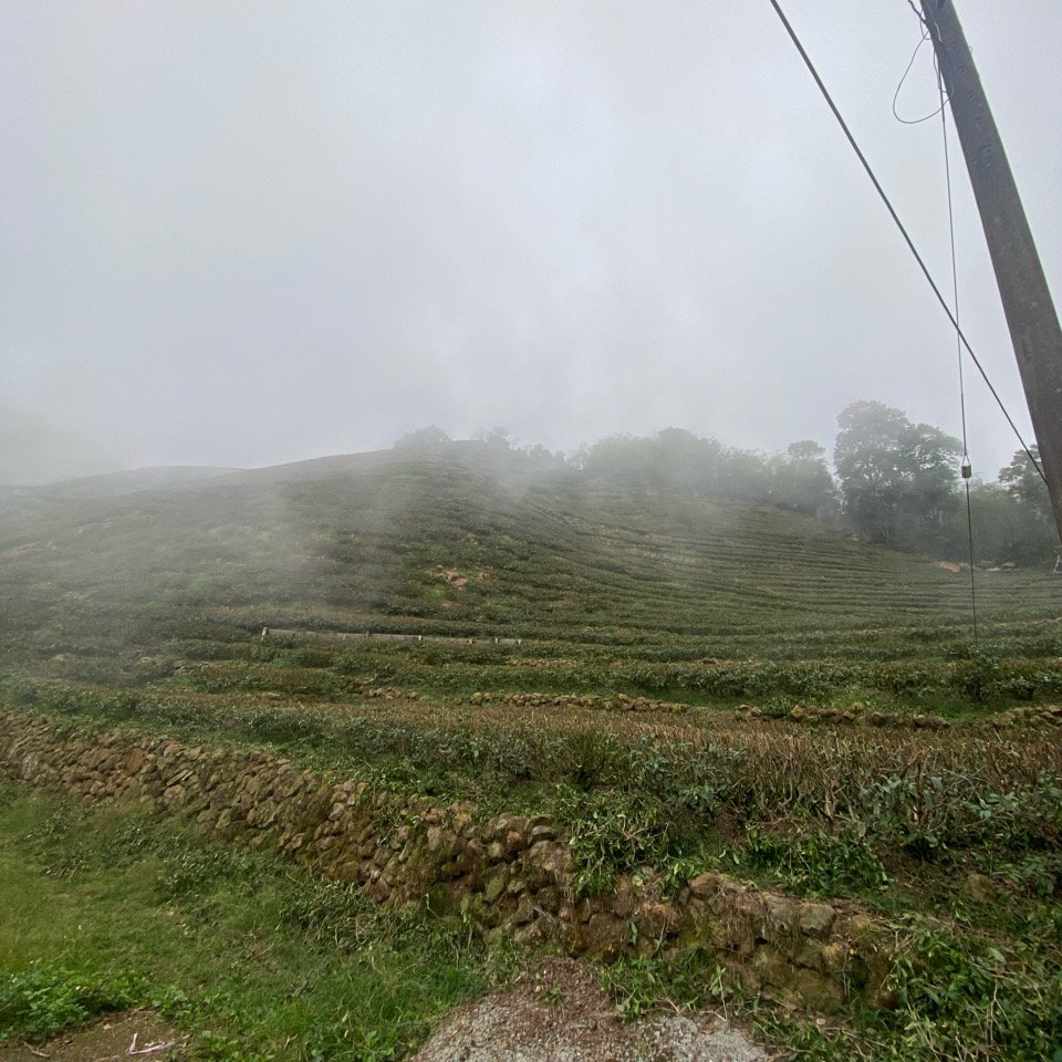 20240505梨子腳山步道_2498619