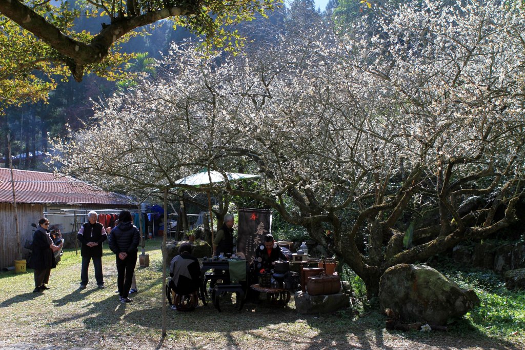 【南投~信義 】  烏松崙賞梅_1254433
