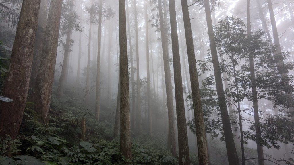 向天湖山步道 (大 O：含三角湖山、光天高山)_2664960