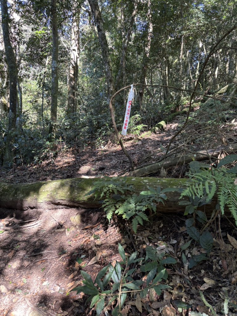 20251116鳴海山、網子山登山步道_2938372