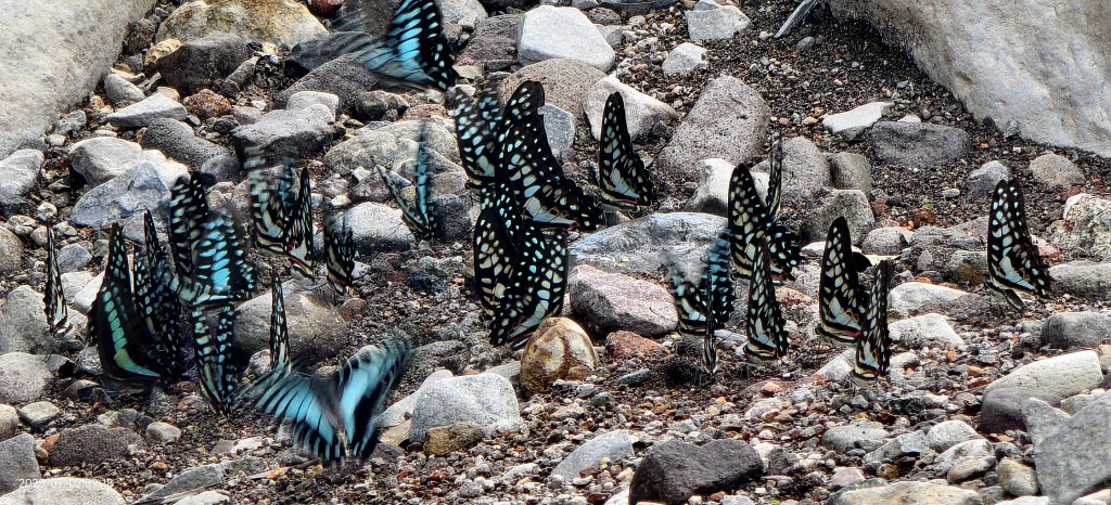 天龍國阿伯的日常-雲山水花鳥蝶  #龜島曉日  #牡丹蓮 #香水蓮  #手機拍攝 賞蝶趣 7/2&3封面圖