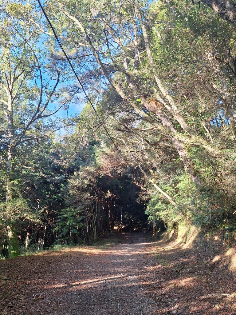 觀霧之榛山O型20241123_2653879