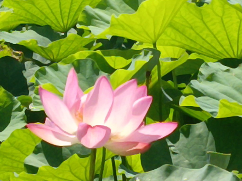 雙溪區彎穹夏日荷影_2806546