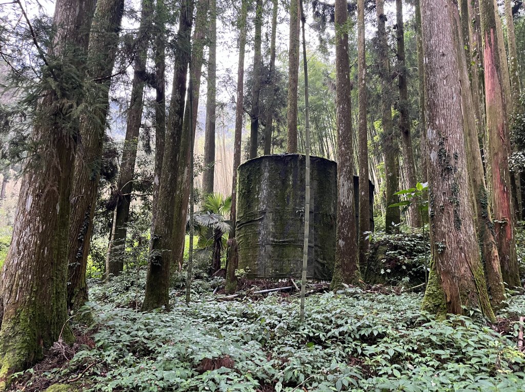 [嘉遊好步道．來嘉走走-04/10] 2024_1011 阿里山頂湖步道_2624679