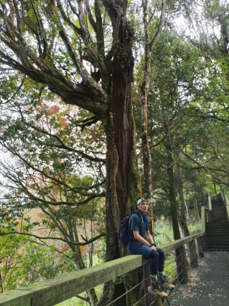 20251218溪頭鳳凰山台寅山上天文台至妖怪村買菜O繞_2965628