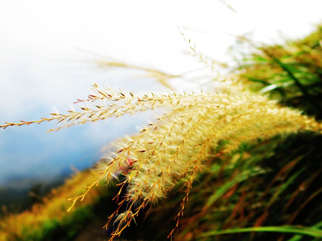 芒花如雪  漫遊草山_223109