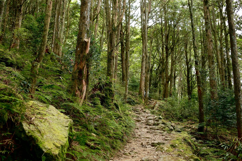 稍來山：連走鳶嘴山_456747