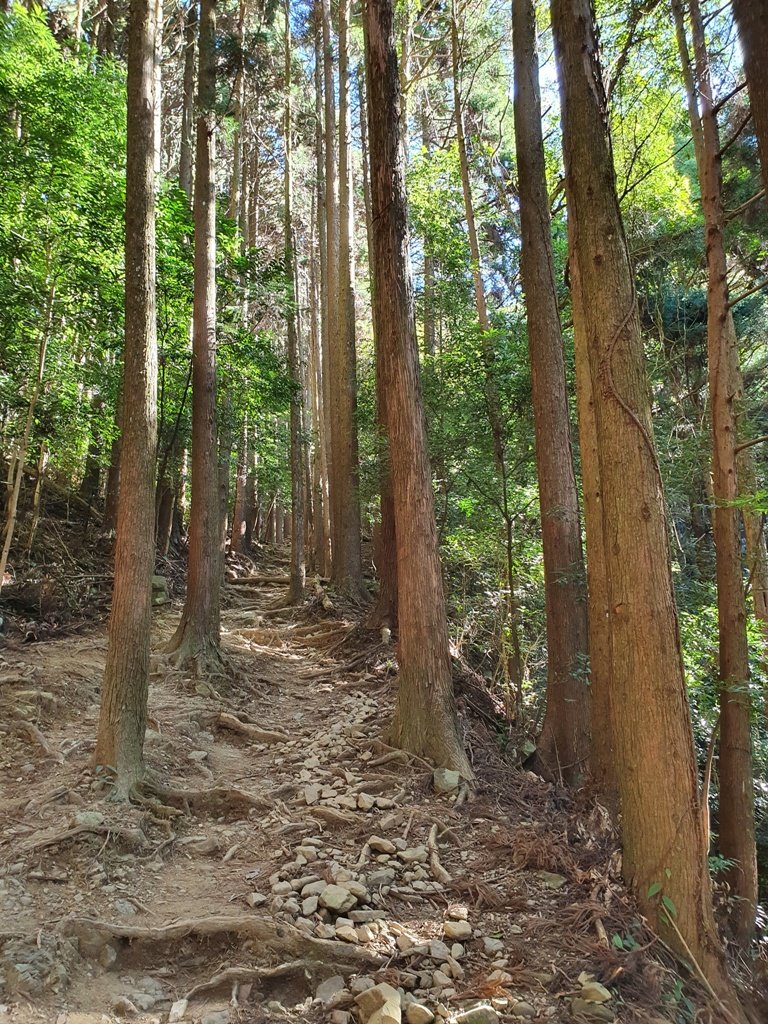 【苗栗南庄】加里山-大坪路線_1246689