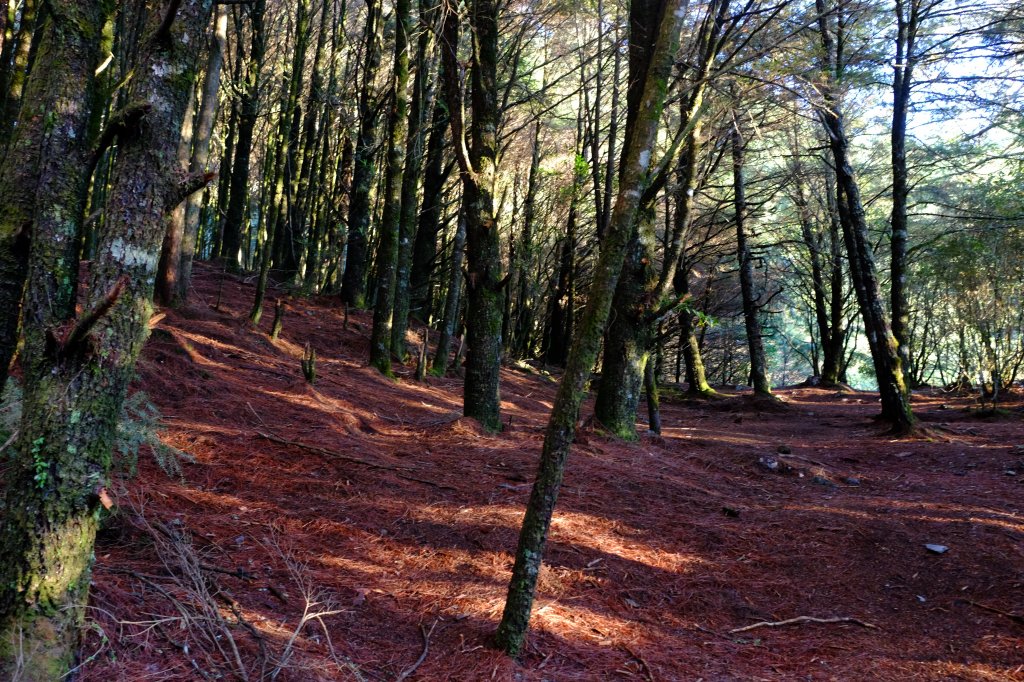 百岳單攻 | 遺世獨立‧白姑大山_1369788