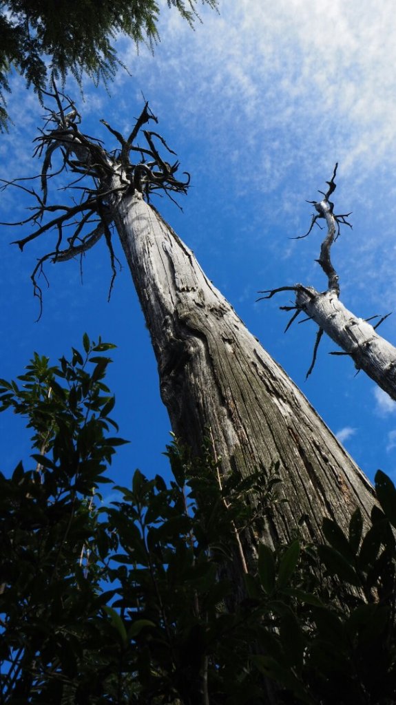 台中鞍馬山船型山蹤走20191124_748537