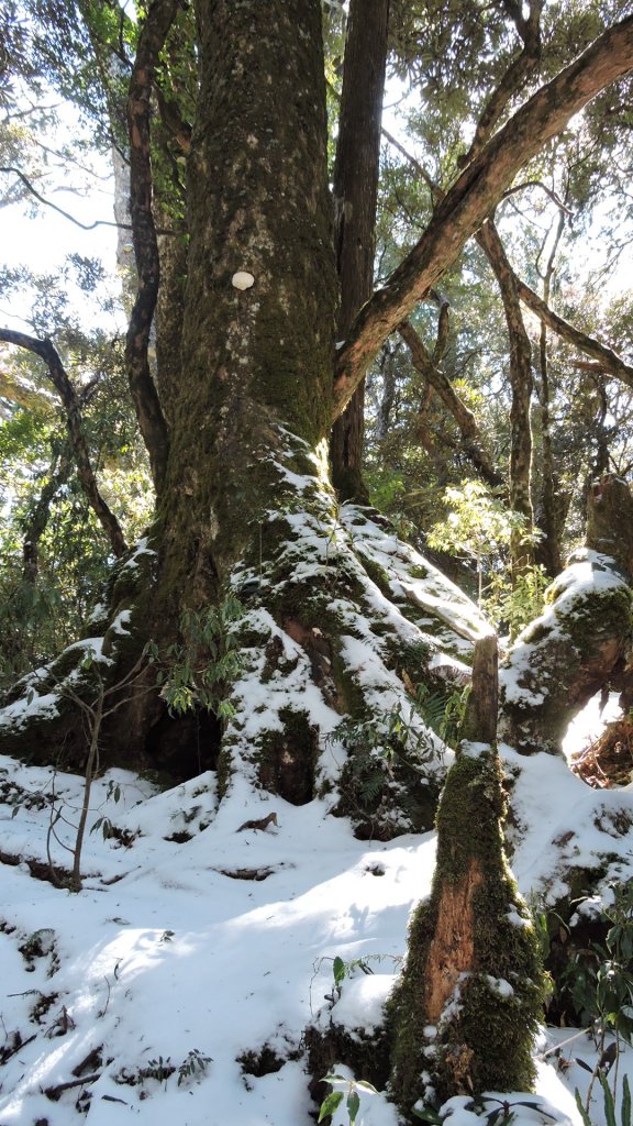 大台北第一高2130M - 塔曼山追雪_1236203