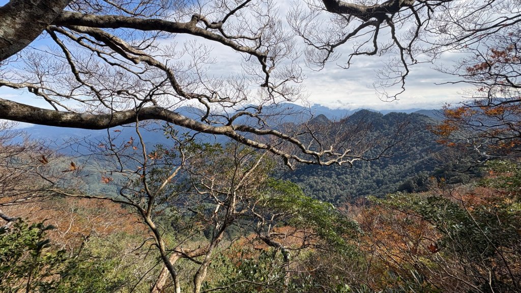 山毛櫸的「最後一舞」_2955339