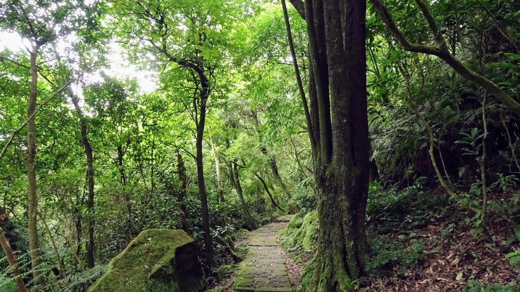 冷苗古道,七星公園,夢幻湖_2198143