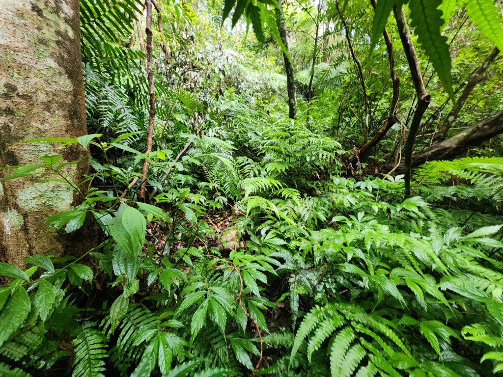 20251214石牛山柑坪山新柑坪山牛背岩_2972727