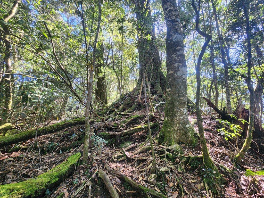 20250216水社大山潭南線_2746122