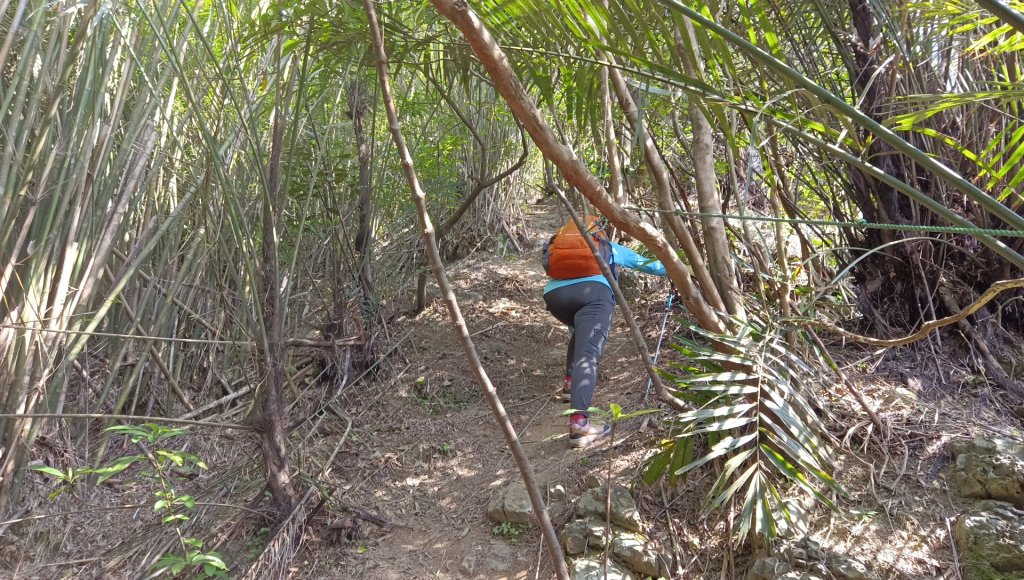 (姨婆趴趴走)第四十九集:攀登連走宜蘭梗枋山、橋板湖山_2747724