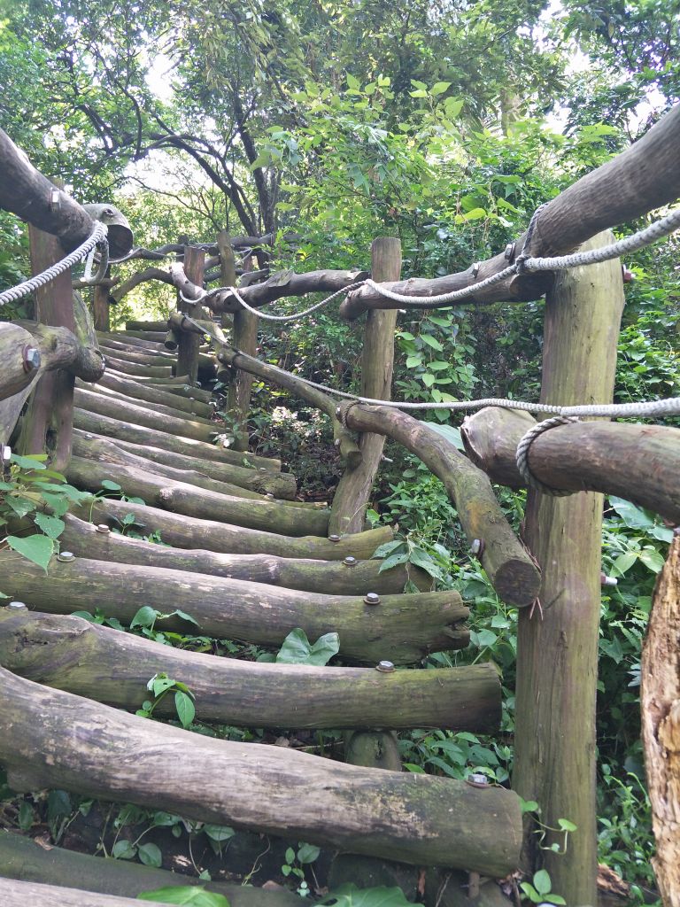 大坑4號步道&頭嵙山_374871