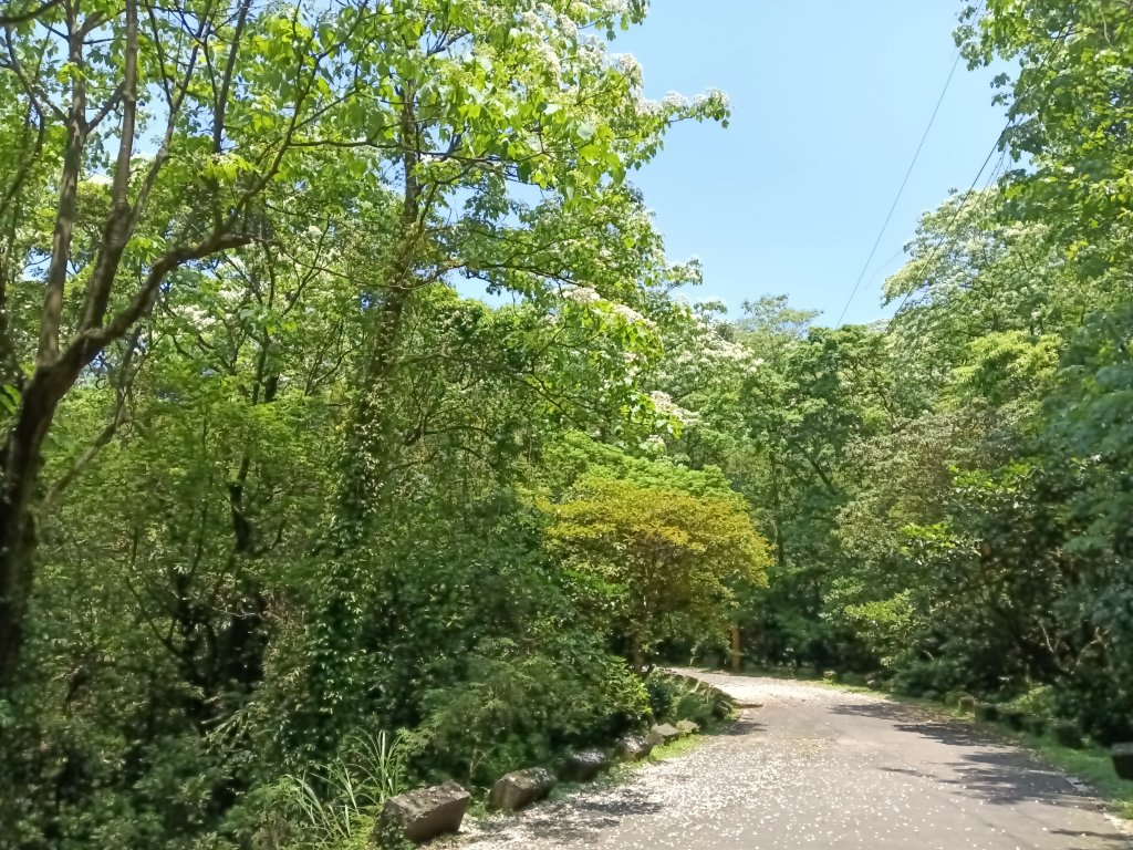 汐止區夢湖秘境桐花夢幻_2773494