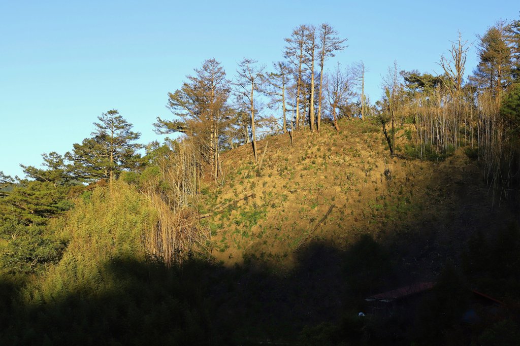 司馬庫斯順遊秀巒吊橋與青蛙石天空步道_463258