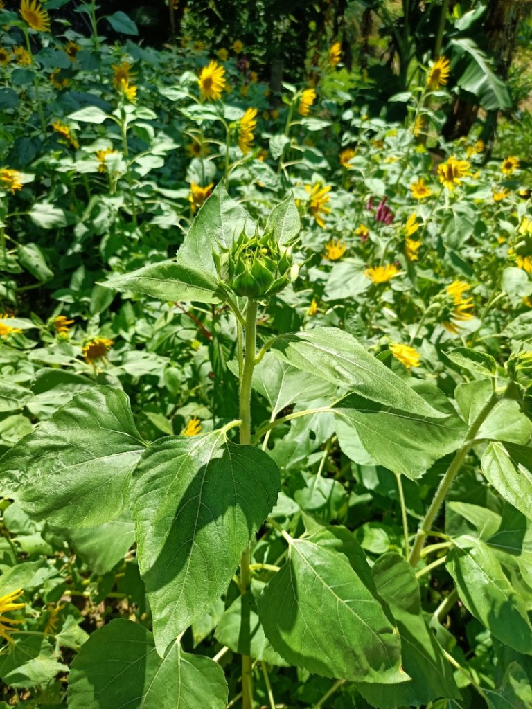 大縱走第七段-茶香縱走_1474577