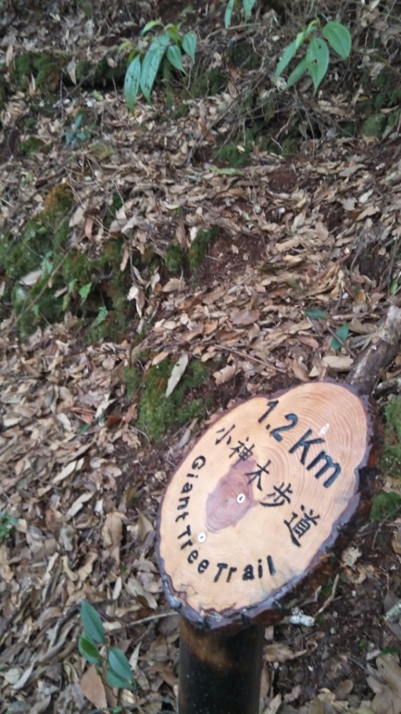 大雪山小神木步道+環站步道封面圖