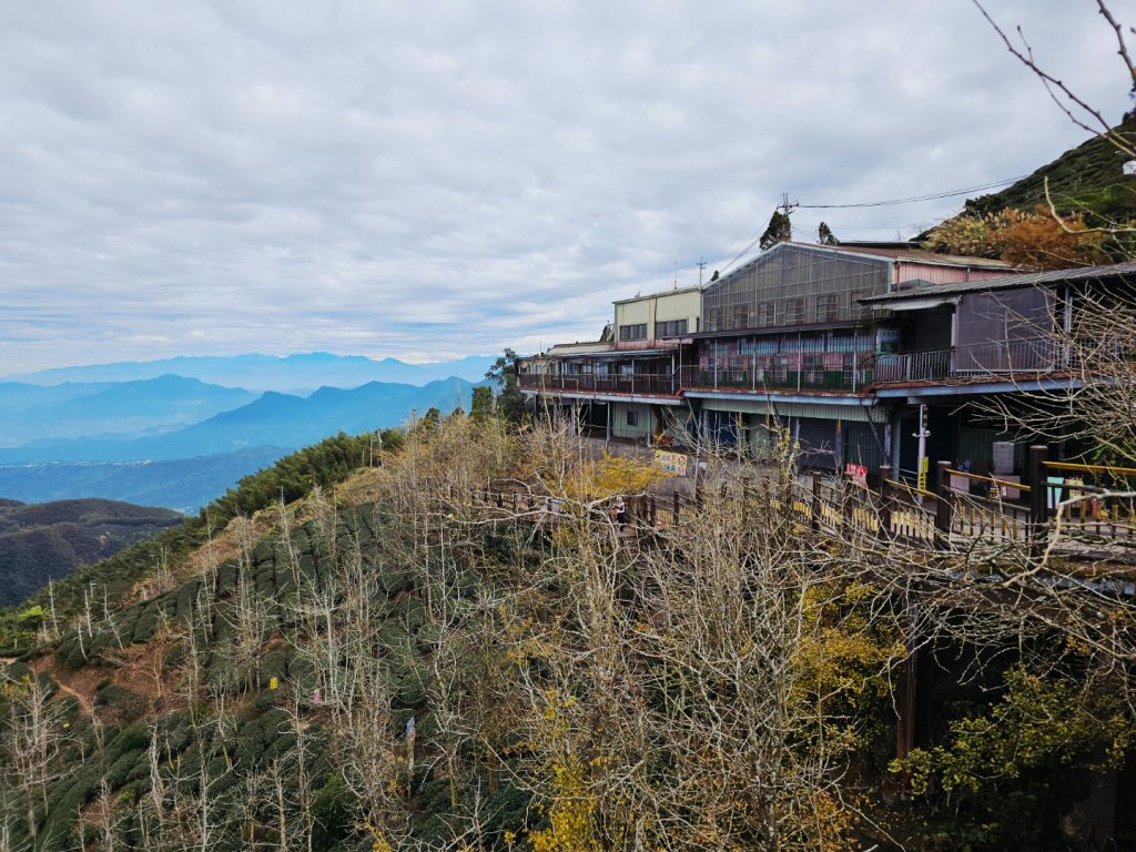 大崙山銀杏森林_2966082